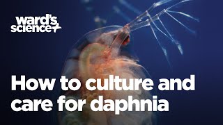 Caring and Culturing for Daphnia [upl. by Cardinal]