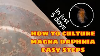 How to Culture Magna Daphnia Easily [upl. by Ettelloc]