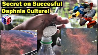 How to Culture Daphnia Successfully [upl. by Edora]