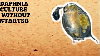 HOW TO CULTURE DAPHNIA NATURALLY WITHOUT A STARTER [upl. by Naihr456]