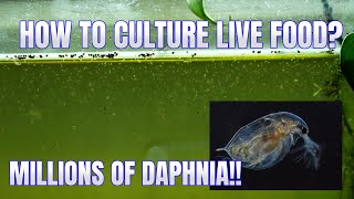 How to Culture Daphnia Secret Method to Breed MILLIONS  Simply Aquatic [upl. by Josee]