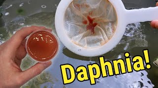 How I Culture Daphnia In Outdoor Tubs [upl. by Dorran368]