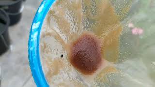 How to culture daphnia moina in a small container Part 1 English Subtitle [upl. by Grubman]