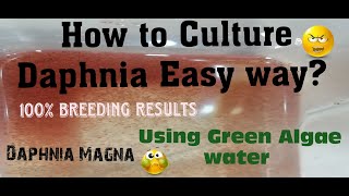 Daphnia MagnaHow to Culture Daphnia Easy wayCulturing Daphnia using Green water Daphnia [upl. by Kyne18]