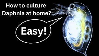 BEST Live Fish Food Beginner guide How to Culture Daphnia at home [upl. by Tavi]