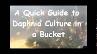 How to culture daphnia outside [upl. by Leber705]