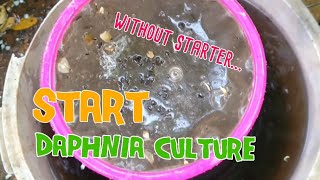 How to culture daphnia moina the easy way 1  Starting the Daphnia culture [upl. by Bartel]