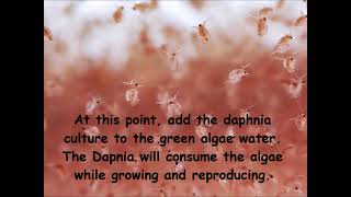 Daphnia  How to grow daphnia in your home [upl. by Anrak569]