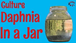 How to Culture Daphnia in a Jar [upl. by Langley59]