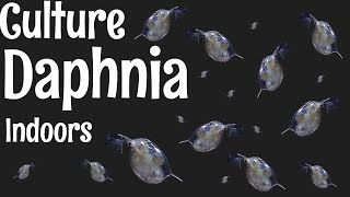 How to Culture Daphnia [upl. by Noruq]