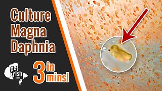 How to culture DAPHNIA MAGNA  The easy way [upl. by Anahsal805]