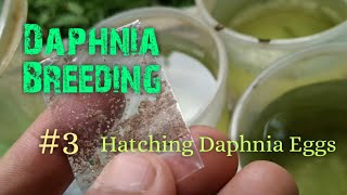 Daphnia Culture made simple and easy 3  Hatching Daphnia eggs [upl. by Resiak]