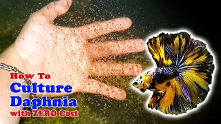 How to Culture Daphnia with ZERO Cost  Unlimited Live Food For Our Fish [upl. by Os75]