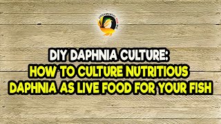 DIY Daphnia Culture How to Culture Nutritious Daphnia as Live Food for Your Fish [upl. by Zarger]