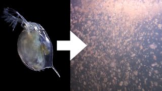 How I Culture Daphnia [upl. by Edgar860]