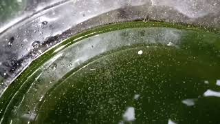 DAPHNIA MOINA CULTURE IN A SMALL BUCKET [upl. by Elleraj]