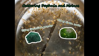 How To Culture Daphnia and Moinas using Green Water Spirulina powder [upl. by Arie]