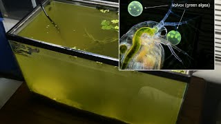 Raising Daphnia for the Freshwater Aquarium [upl. by Manfred]