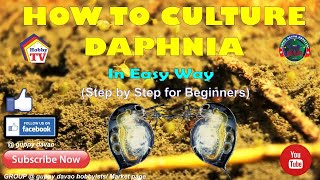 HOW TO CULTURE DAPHNIA In Easy Way [upl. by Femmine567]